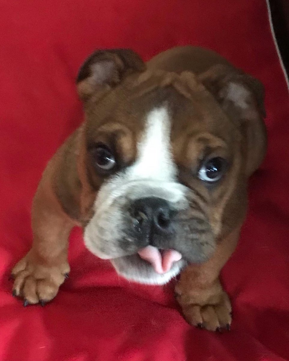 RavensRescueUK's tweet photo. No I don’t know who stole your slipper momma it actually followed me on it’s own so I’ll stick my tongue out wiggle my bum and walk away 😂😂😂😂
Ok Timber lol
#cleftypup
#handrear https://t.co/DncC4aAy3k
