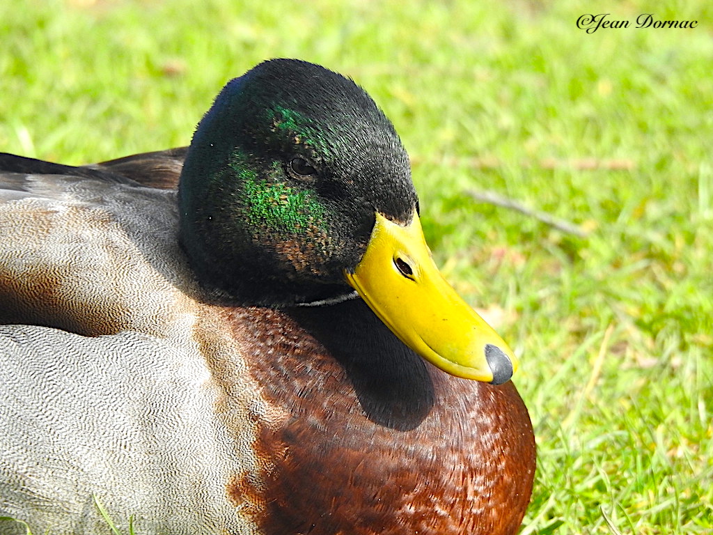 JeanDornac's tweet photo. Le canard se repose mais surveille tout de même les alentours. Quelles couleurs offertes par dame nature, c’est magnifique… #canard #repose #surveille #alentours #couleurs #offertes #dame #nature #parc #médiathèque #Lannion #CôteArmor #Bretagne #France https://t.co/TWXrCNoPiV