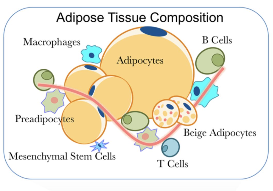 DrAmmarTonkal's tweet image. راح تتغير نظرتك للسمنة لما تستوعب ان الانسجة الدهنية ليست مخزن للدهون وبس

الانسجة الدهنية Adipose tissue جهاز متكامل ويمكن اعتباره غدة صماء (يفرز هرمونات) ومخزن للطاقة وعامل اساسي في ادارة الطاقة

السمنة اكثر من مجرد سعرات حرارية زائدة مخزنة

#صحتك_استثمارك
#اعرف_جسمك