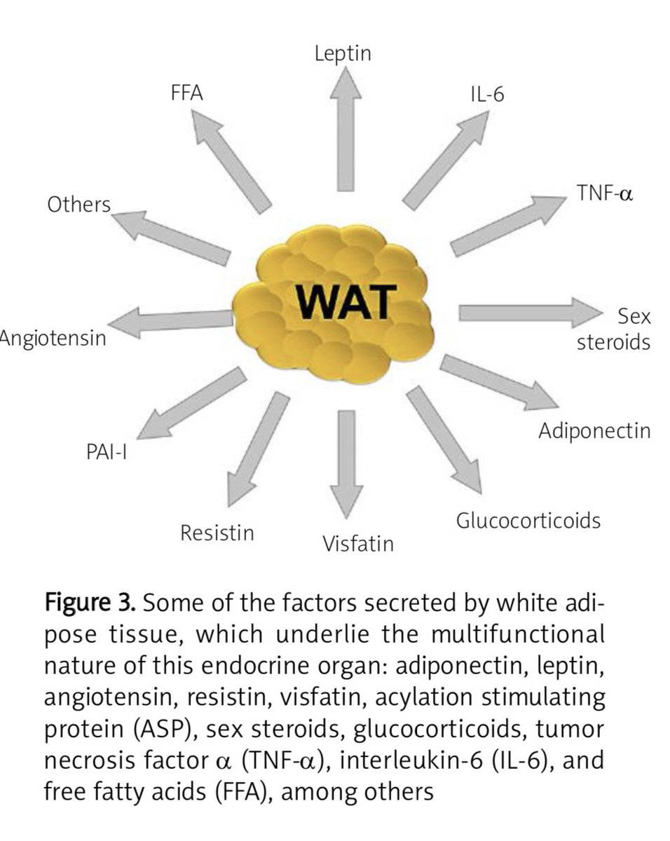 DrAmmarTonkal's tweet image. راح تتغير نظرتك للسمنة لما تستوعب ان الانسجة الدهنية ليست مخزن للدهون وبس

الانسجة الدهنية Adipose tissue جهاز متكامل ويمكن اعتباره غدة صماء (يفرز هرمونات) ومخزن للطاقة وعامل اساسي في ادارة الطاقة

السمنة اكثر من مجرد سعرات حرارية زائدة مخزنة

#صحتك_استثمارك
#اعرف_جسمك
