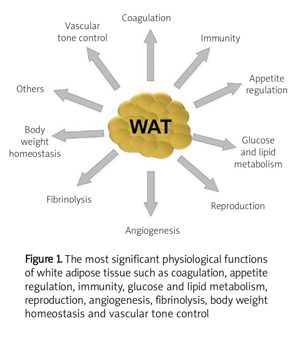 DrAmmarTonkal's tweet image. راح تتغير نظرتك للسمنة لما تستوعب ان الانسجة الدهنية ليست مخزن للدهون وبس

الانسجة الدهنية Adipose tissue جهاز متكامل ويمكن اعتباره غدة صماء (يفرز هرمونات) ومخزن للطاقة وعامل اساسي في ادارة الطاقة

السمنة اكثر من مجرد سعرات حرارية زائدة مخزنة

#صحتك_استثمارك
#اعرف_جسمك