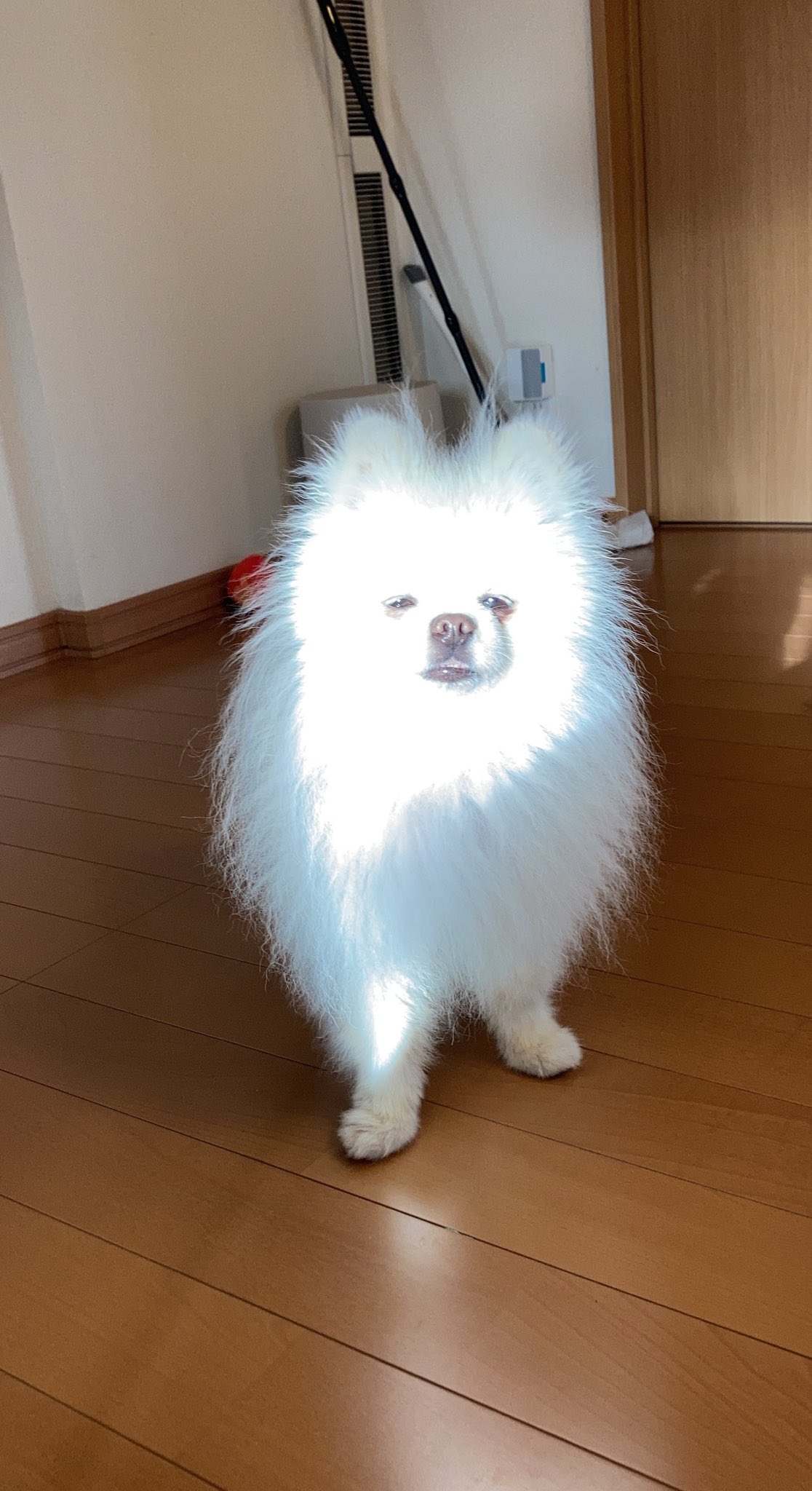 綿あめの神様降臨 タレ目フェイスが激かわなポメラニアン Fridayデジタル