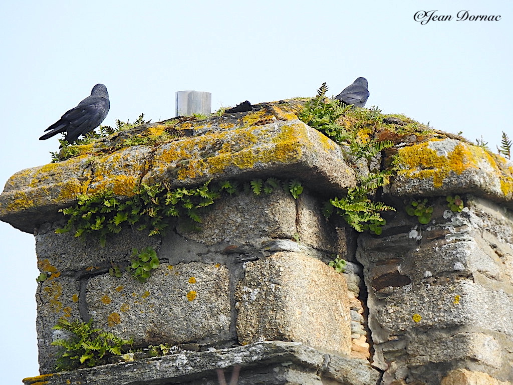 JeanDornac's tweet photo. Il n’a pas volé son nom, le choucas de tours qui affectionne, entre autres, les cheminées qui dominent tout… #volé #nom #choucas #tours #affectionne #cheminées #parc #médiathèque #Lannion #CôteArmor #Bretagne #France https://t.co/UF9Bn9qOEq