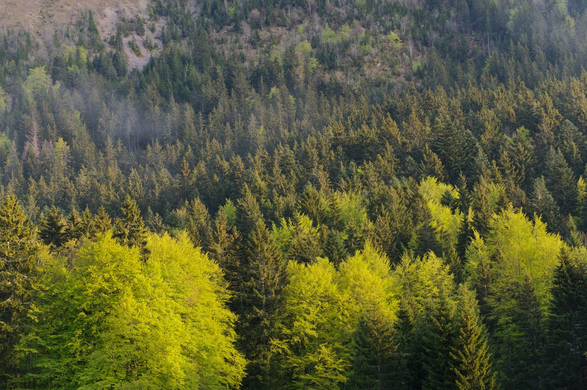 Ecologie_Gouv's tweet photo. Journée internationale des forêts 🌳 
La forêt 🇫🇷 représente 31% du territoire métropolitain et héberge 190 espèces d’arbres. Aujourd'hui, 30 % des surfaces forestières sont fragilisées ou menacées par le changement climatique. Protégeons-les !
@JIF_France #IntlForestDay #JIF2022 https://t.co/c9dKjvWPKU