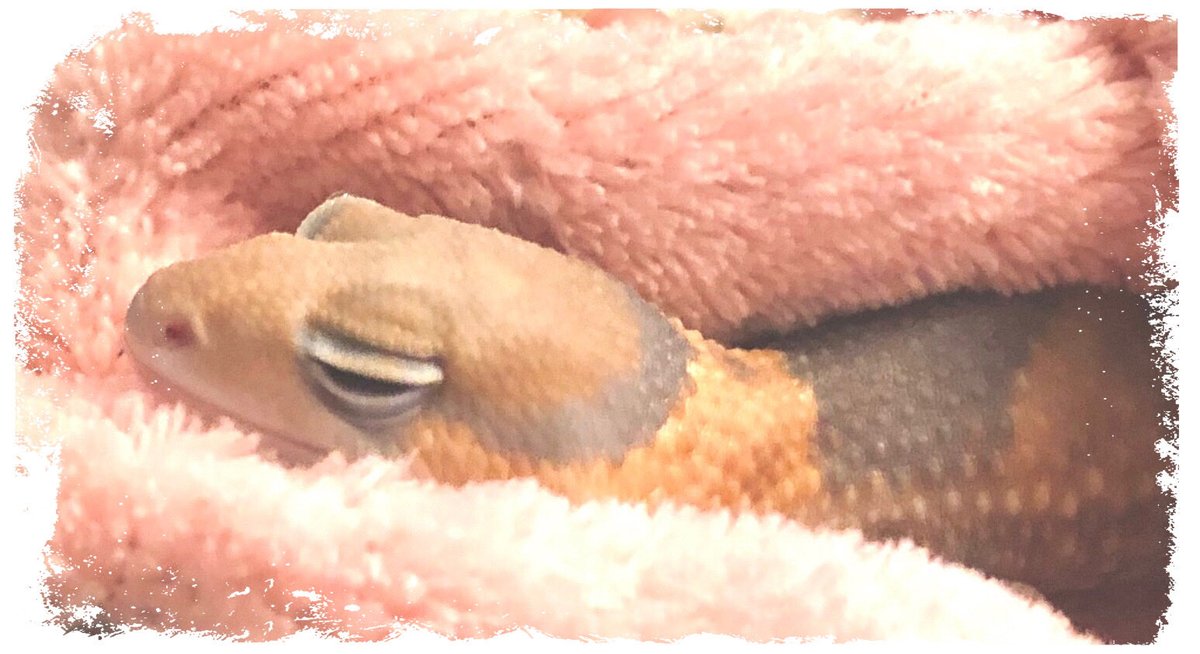 ｶﾜｲｲ末っ子✨ 甜甜(ﾃﾝﾃﾝ)🦎 食後の寝たふり💤 フリだからね...🧡 薄目開けてるからね💛 ｡.ꕤ‿‿‿‿‿‿‿‿‿‿‿‿‿‿‿‿‿‿ꕤ.｡ 👻