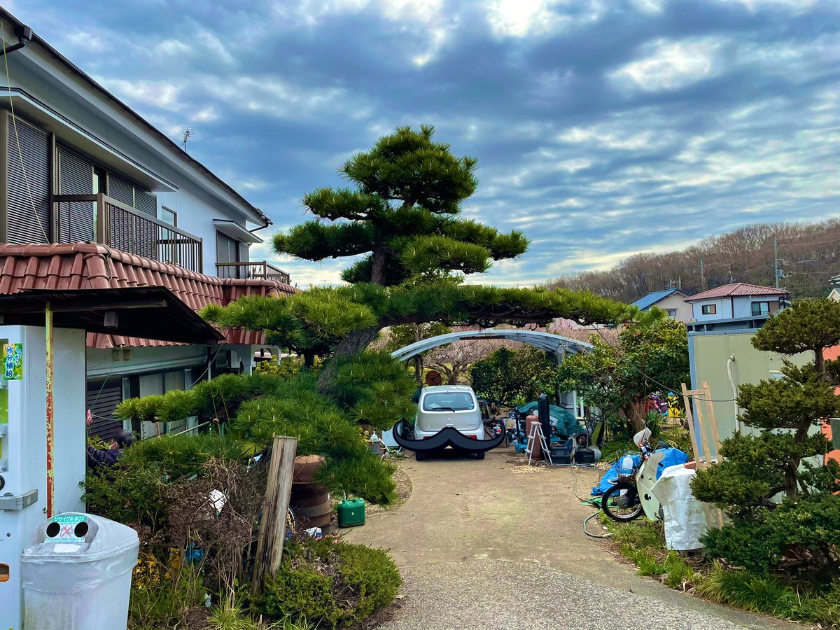 garden4428's tweet photo. 松剪定

＃松剪定
#植木屋
#庭師
#春の訪れ
＃剪定　
#植木屋と繋がりたい https://t.co/Fbptoz5X93