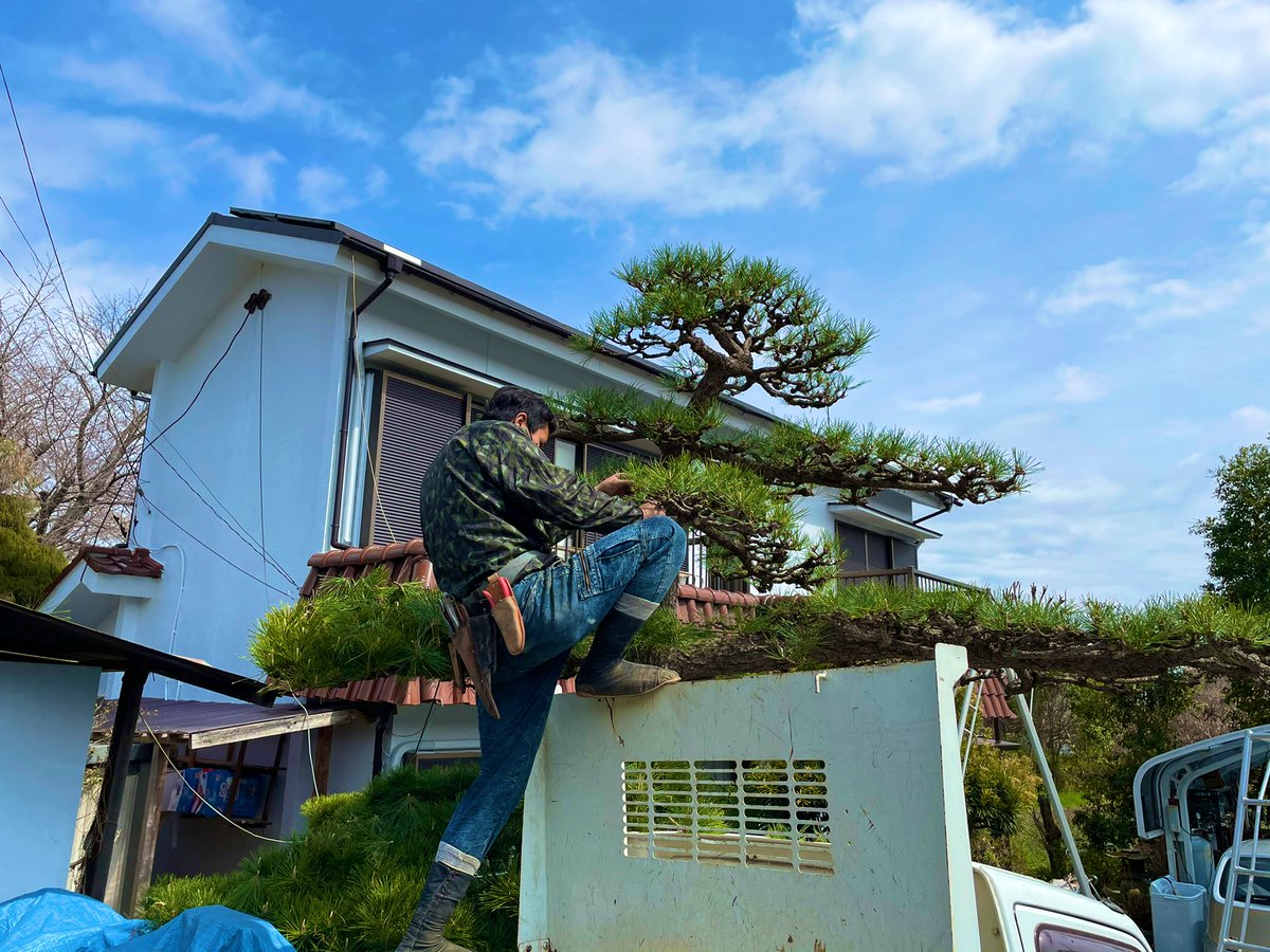 garden4428's tweet photo. 松剪定

＃松剪定
#植木屋
#庭師
#春の訪れ
＃剪定　
#植木屋と繋がりたい https://t.co/Fbptoz5X93