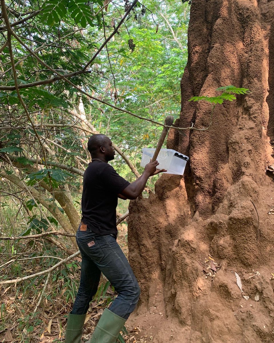 ErinLCole's tweet photo. Last day in the Ivory Coast! Thank you Professor N’golo Kone, Simon Silué and for everyone at the Lamto Ecological Field Station! Fieldwork was super productive!! #ERC_research #Lamtoecologicalfieldstation #cotedivore #kuscience #termiteresearch https://t.co/HgHQ12Qr3P