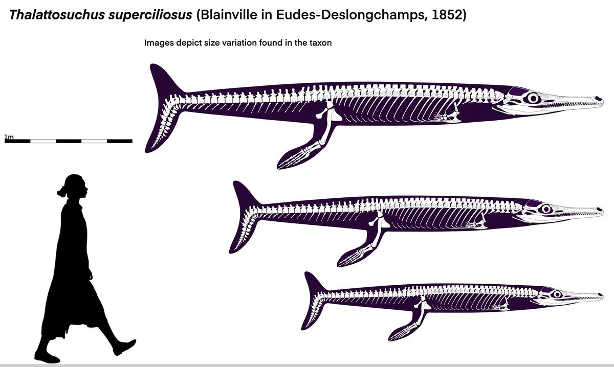 Perhaps I've been living under a rock, but Thalattosuchus is like the real equivalent of "Hobb's Leviathan" - a mosasaur - from The Speculative Dinosaur Project.

Thalattosuchus art by <a href="/fishboy86164577/">Tosha</a>