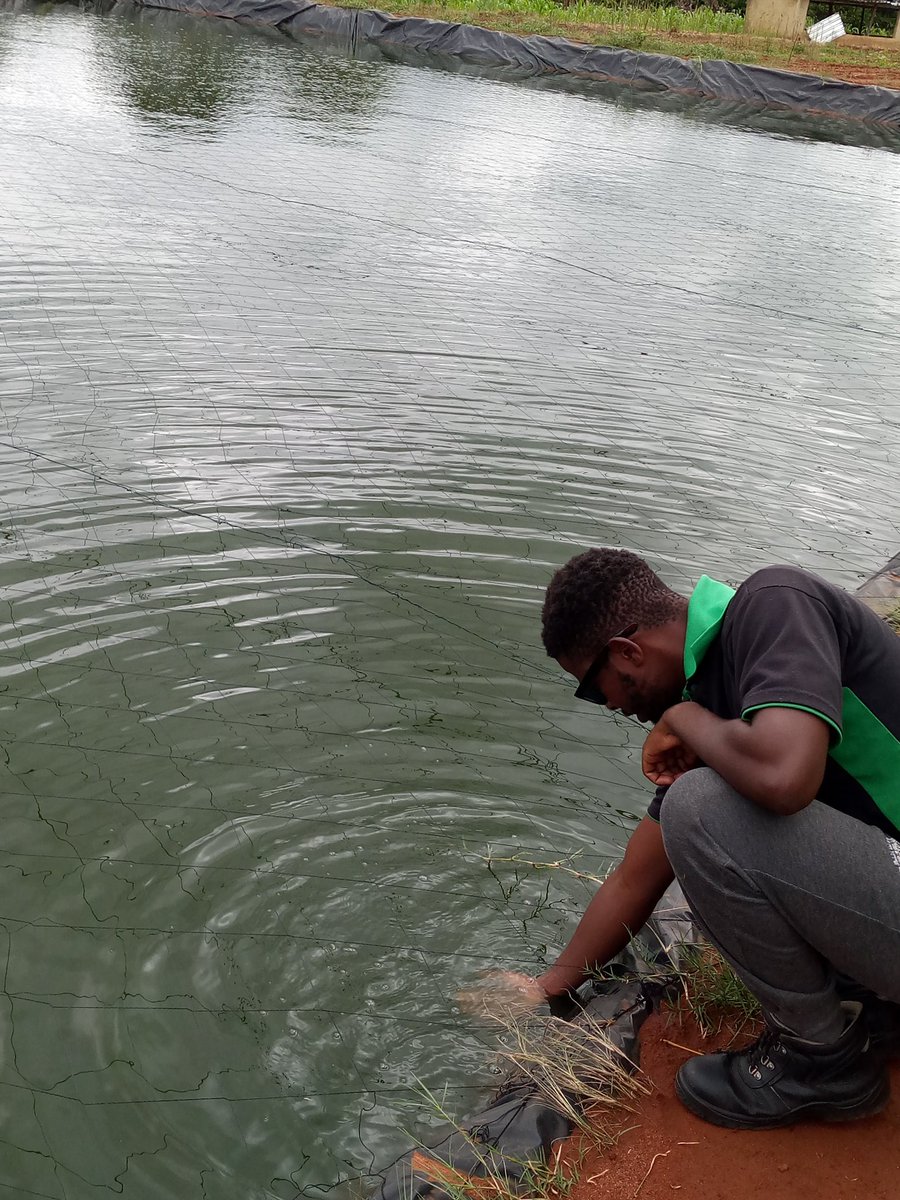 david7zoe's tweet photo. I have a purpose and it hasn't been this far clear π .
I shall conquer
#fishfarming
#365daysofservice https://t.co/MhOV1WtD3I