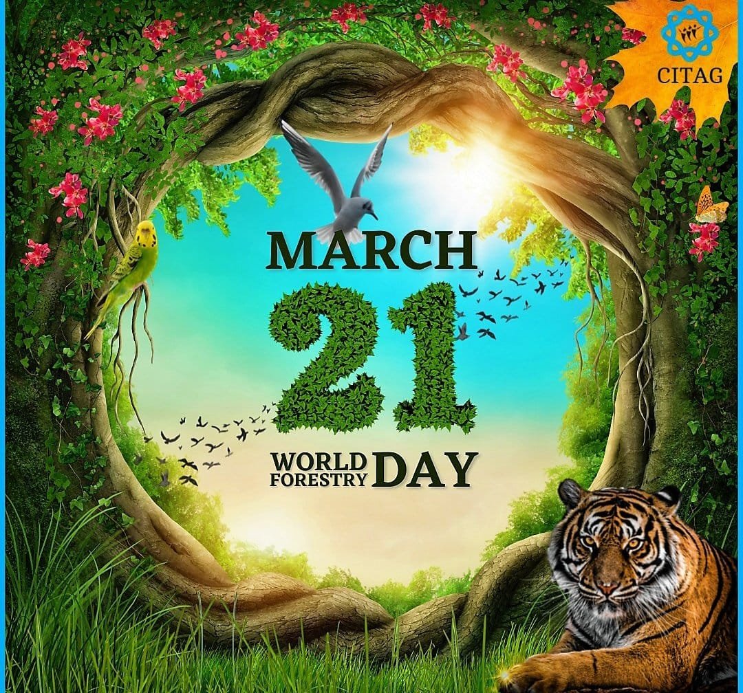 global_geco's tweet photo. The main aim of the day is to raise awareness of the significance of all types of forests.The UNGA proclaimed March 21 as the International Day of Forests.The day reminds people to value and save forests and the importance of forests in the lives of living creatures.#saveforests https://t.co/LEzQuJQvD8