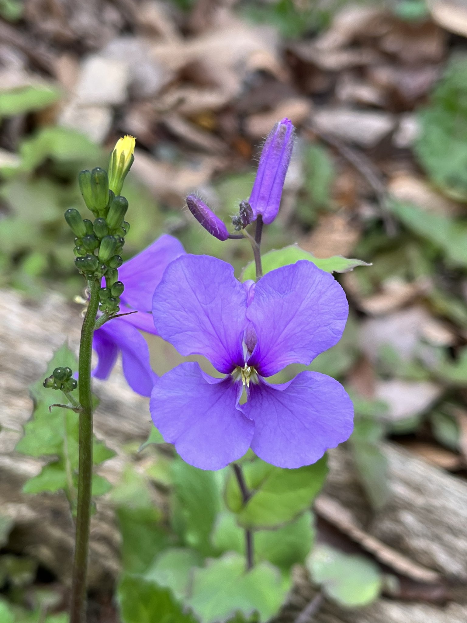 ちゃいなすき この紫色の花は何の花 ダイコンの花に似ている オオアラセイトウ 大紫羅欄花 オオアラセイトウ 大紫羅欄花 新宿中央公園 T Co Ggvuglodn2 Twitter
