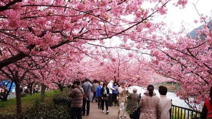 IndopalN's tweet photo. https://t.co/VaQljdvE3N
Video: Holiday mood among the cherry blossoms

Some countries have tried to grow cherry blossoms in their own country but cannot grow due to climate differences.

https://t.co/OPUVceBwI3

#blossoms #cherryblossoms https://t.co/CIO5dR0oag