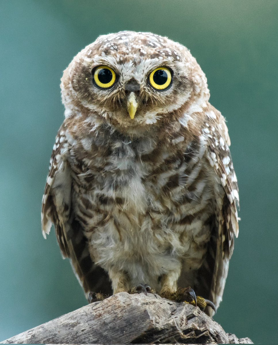 trikansh_sharma's tweet photo. Spotted Owlet 🦉😻 #Owls #birds https://t.co/LqWq4Wyl73