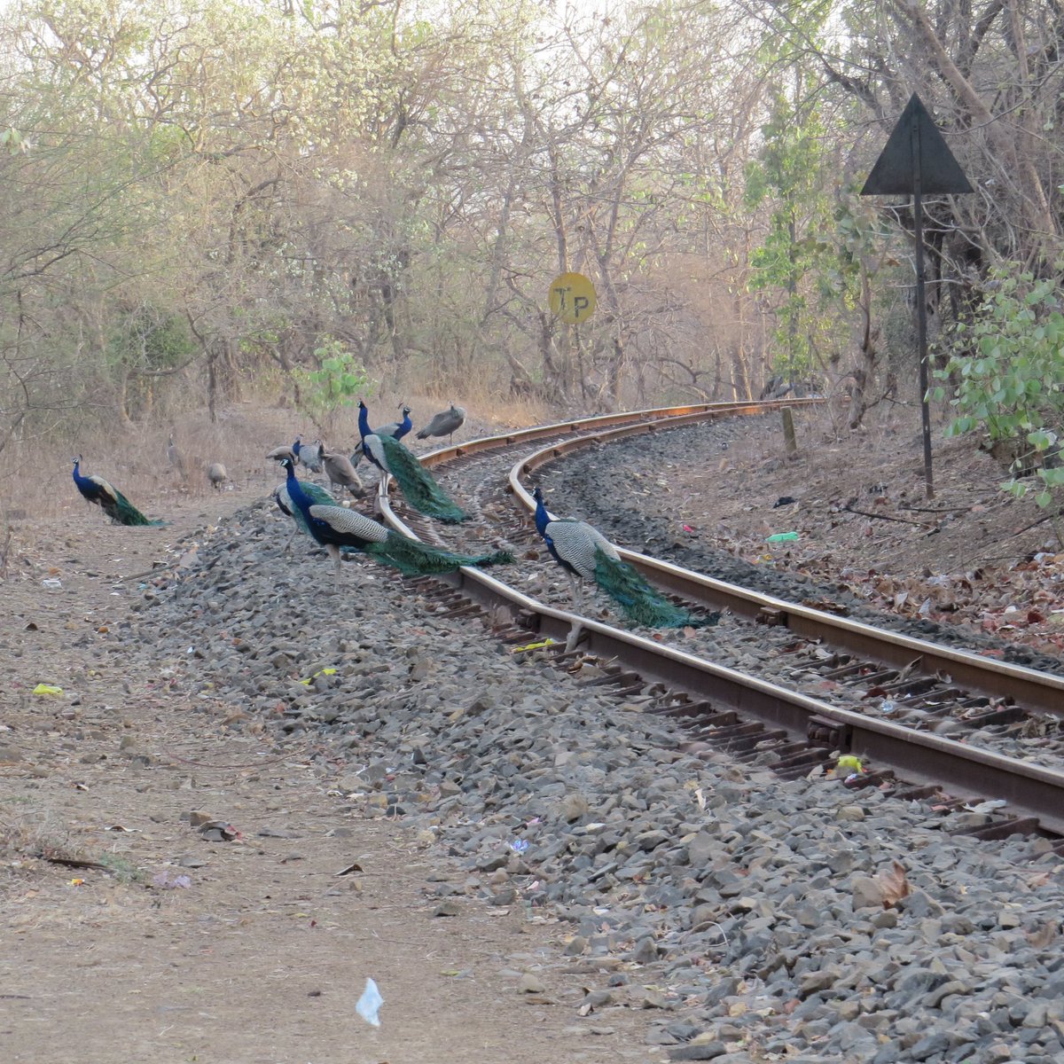 Bad place for some peacocks 🚂