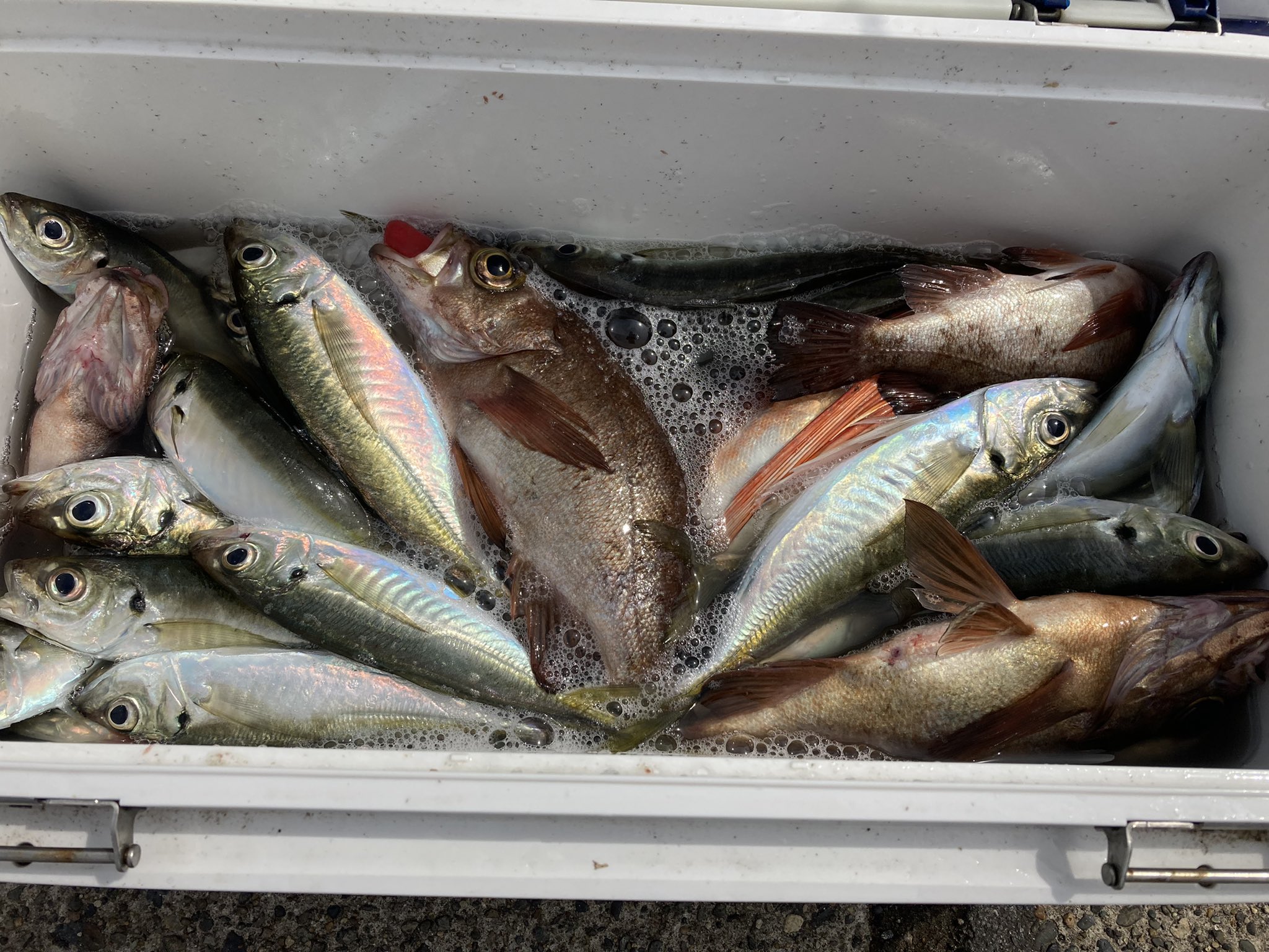 飯岡港 釣船 太幸丸 0pfis60tc0jxxwc Twitter
