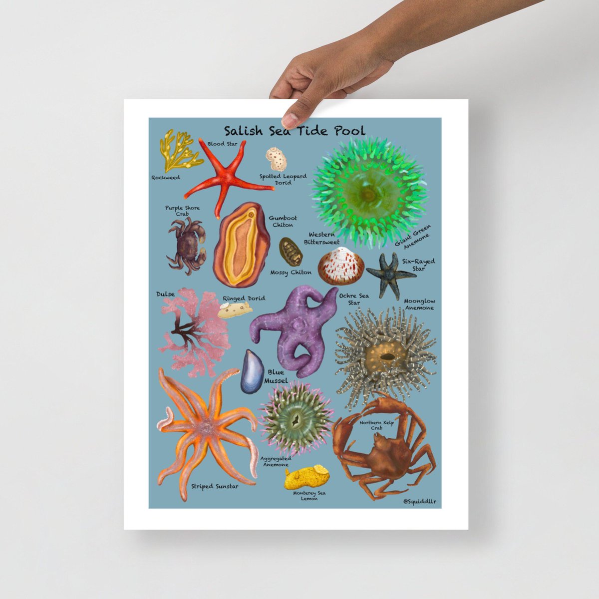 squiddllr's tweet photo. #rockpoolspecies #westcoastart #pacificwestcoast #intertidalspecies #oregoncoastart https://t.co/8HwkWqQrr6 https://t.co/sisiOBfvZI