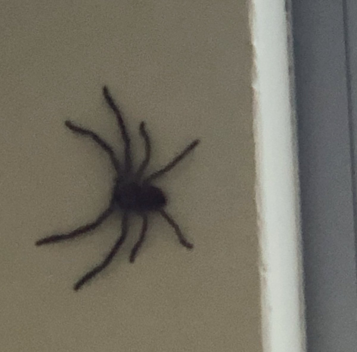 anandgururajan's tweet photo. The #Bowenlab now has a pet huntsman spider! Everybody, say hi to Peter Parker. Peter likes to quietly contemplate on the meaning of life whilst waiting for the next helpless insect to wander by. @BowenLabTweets https://t.co/eWeZBSDvHg