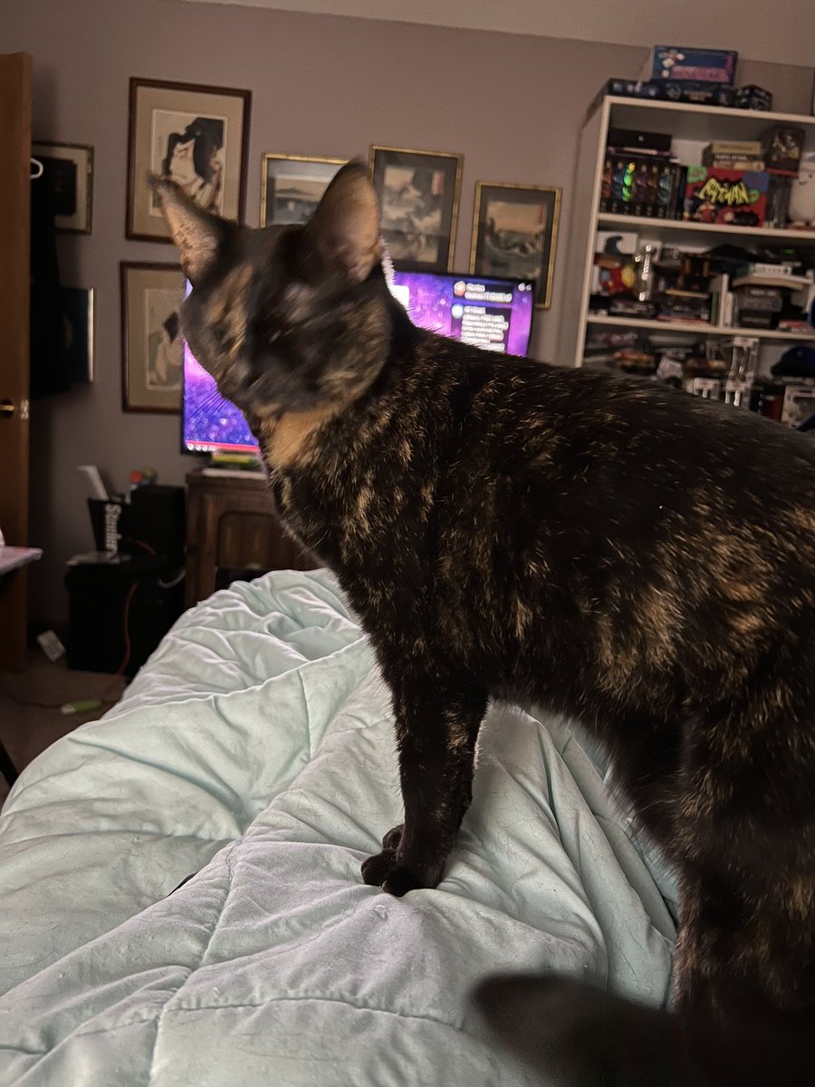 KeithYoungEsq's tweet photo. Nyssa is my caretaker. I fell asleep and i woke up with her sleeping on me, making sure I’m ok. Note that I’m up for a bit eating dinner, she’s bringing me her blue toy mouse to play fetch with.
#CatsOfTwitter #PlayingFetch https://t.co/Q7TRYJjX7h