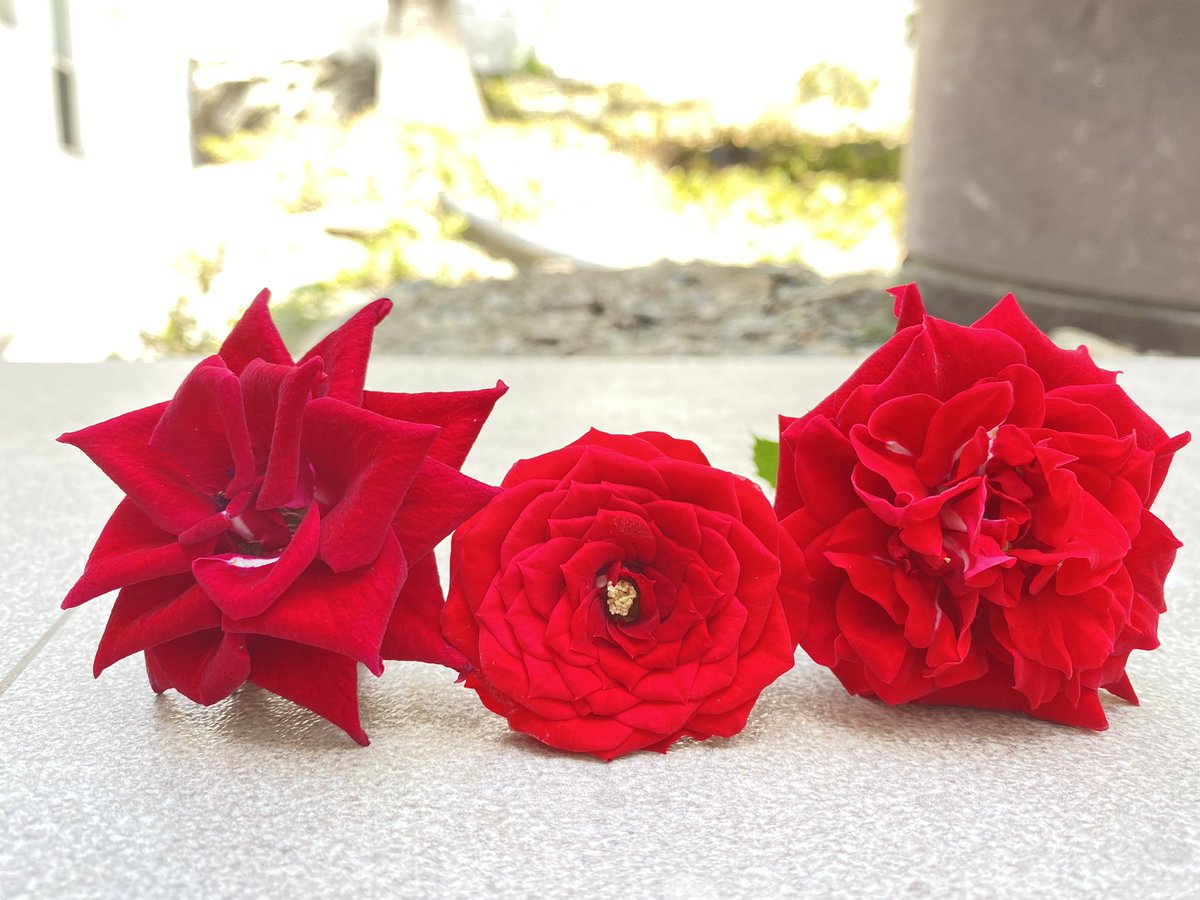 LoreTmz's tweet photo. tengo 6 hrs en el aeropuerto y me faltan quién sabe cuántas, dice viva. aquí están mis primeras rosas del año, pal corazón https://t.co/wvfMOHB37a