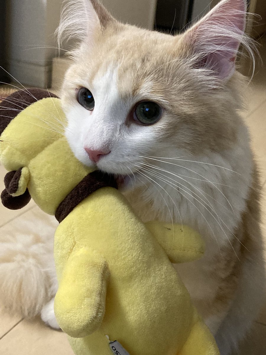 yu36874377's tweet photo. キリンをくわえながら
テレビを見る猫

#猫
#ノルウェージャンフォレストキャット
#キリン https://t.co/9siu0pToJ2