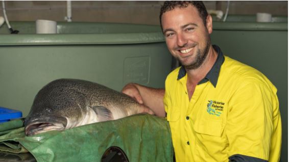 See massive #murraycod brought into Arcadia fish hatchery to help rear the next generation of river monsters. Exclusive videos.
bit.ly/3L0NhIh
<a href="/theweeklytimes/">The Weekly Times</a> <a href="/VR_Fish/">VRFish</a> <a href="/VicFisheries/">Victorian Fisheries Authority</a> <a href="/DavidJMKramer/">David Kramer</a> @DELWP_Vic <a href="/transportvic/">Dept of Transport</a> <a href="/VicFishing/">TWCranbourne</a> <a href="/FishTackleLures/">Ultimate Fishing</a>