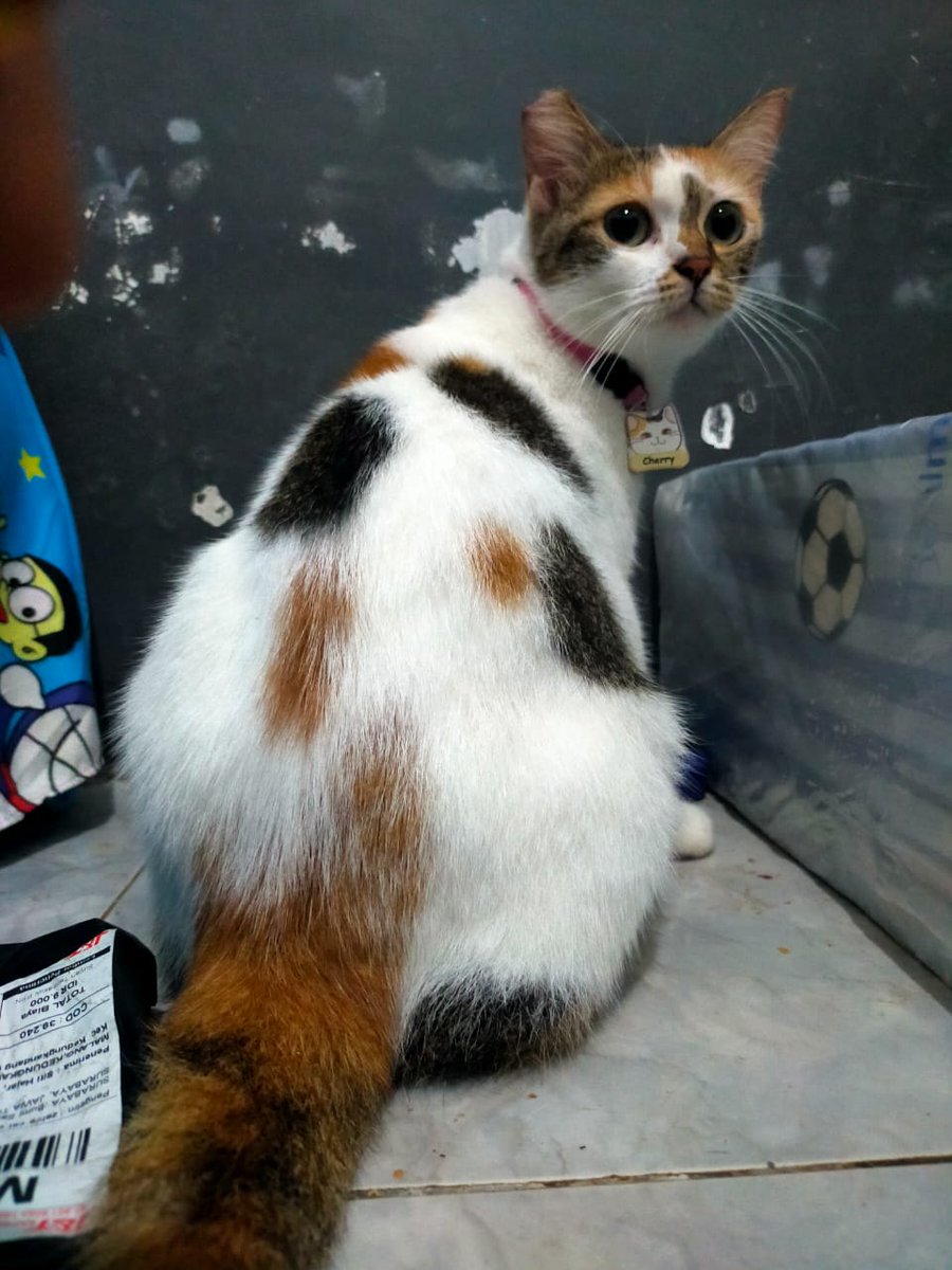 ibukoceng's tweet photo. Gemesss sekalii cherry dapat hadiah kalung nama dari mama owner baruu🥰😻 https://t.co/JBkfvpGKHa