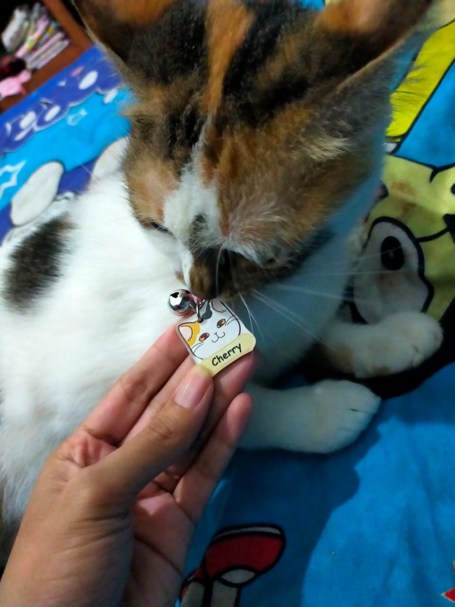 ibukoceng's tweet photo. Gemesss sekalii cherry dapat hadiah kalung nama dari mama owner baruu🥰😻 https://t.co/JBkfvpGKHa