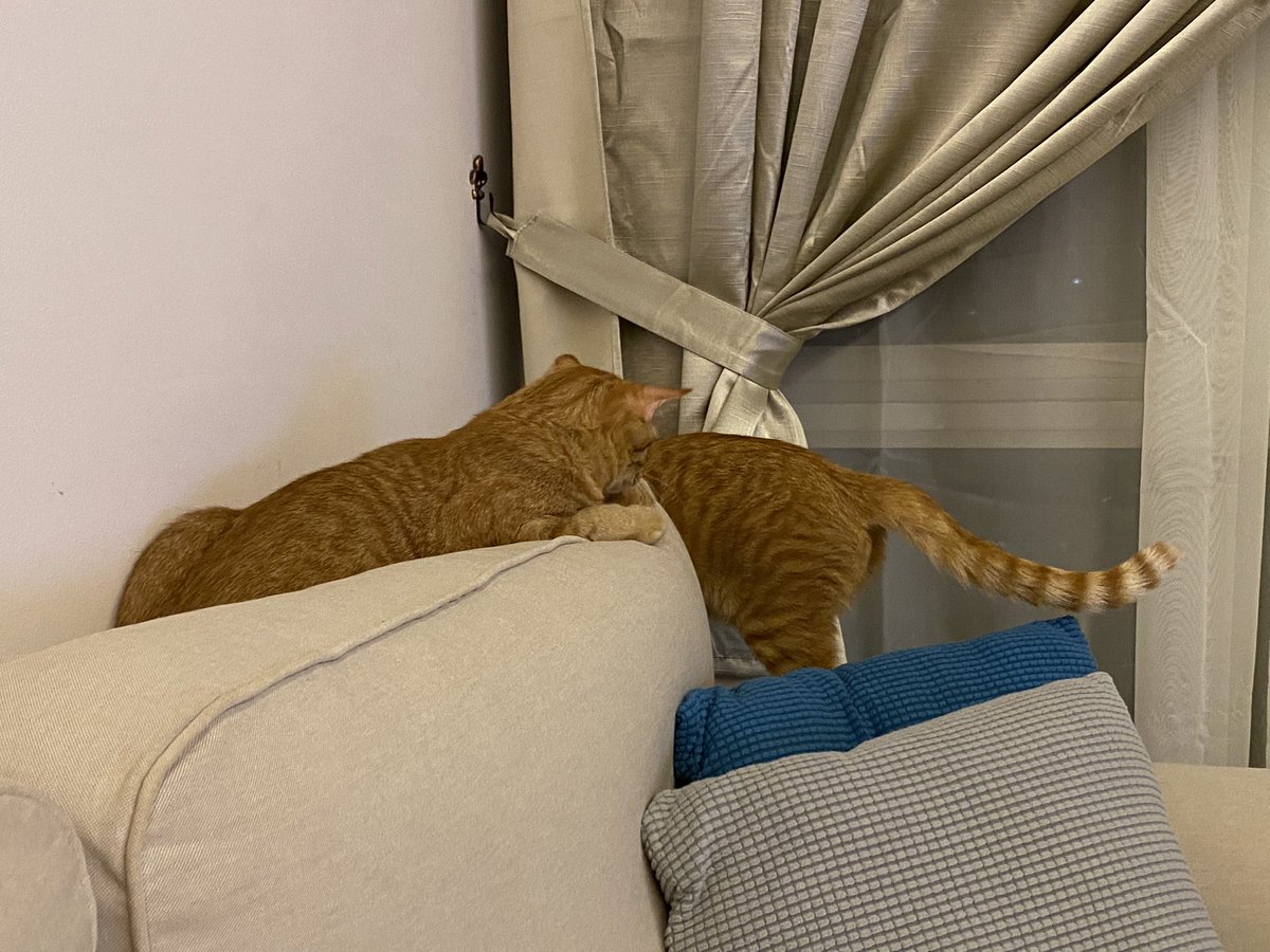 ginger_bois's tweet photo. Checking out the corner cushions.. ginger inspection ongoing #CatsOfTwitter #cats #catllife #CatsOnTwitter #gingercats https://t.co/kztTOmfaJE