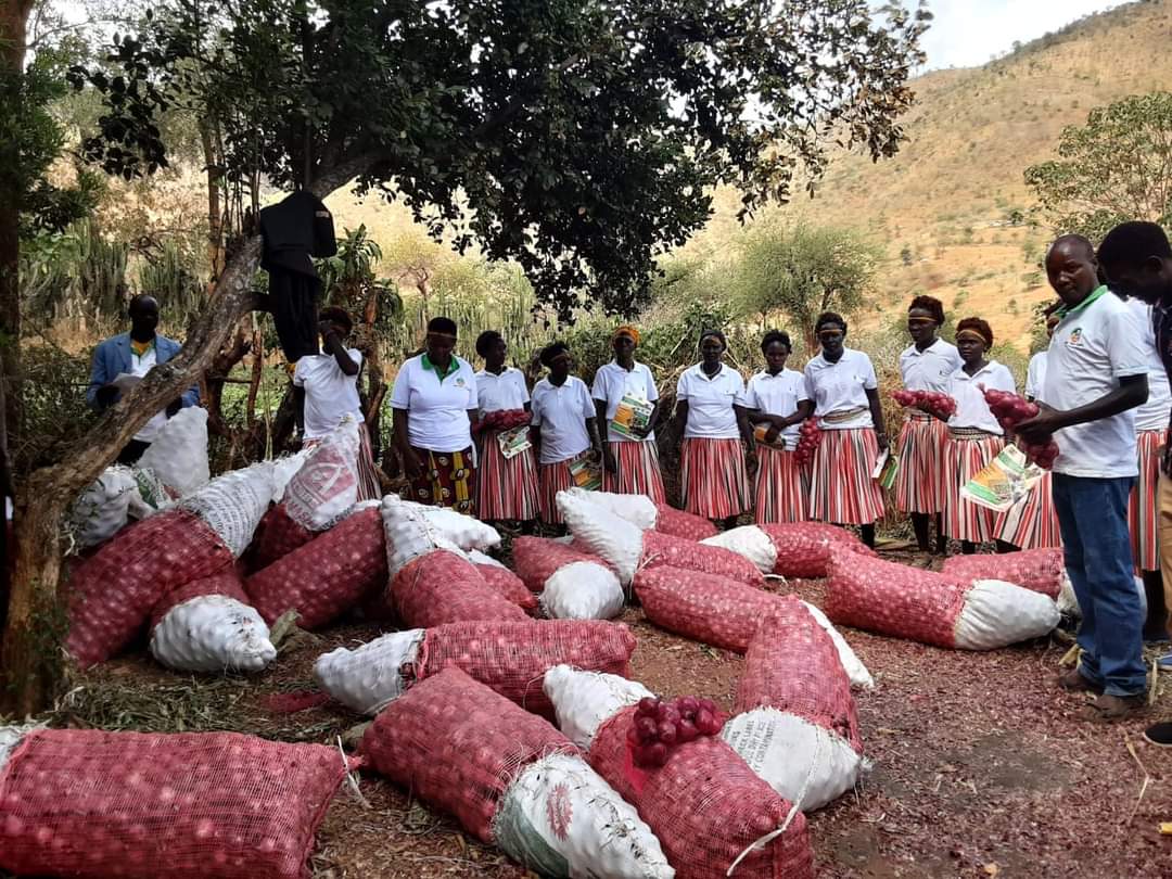 KcsapWest's tweet photo. Members of Mnta Women Group in Sook Ward showcase their field of  green grams  during a field day.
The group had earlier harvested onions from their farm.
#CommunityDevelopment 
#Empowerment 
#alternativesourceofincome https://t.co/LAqh0QGHir