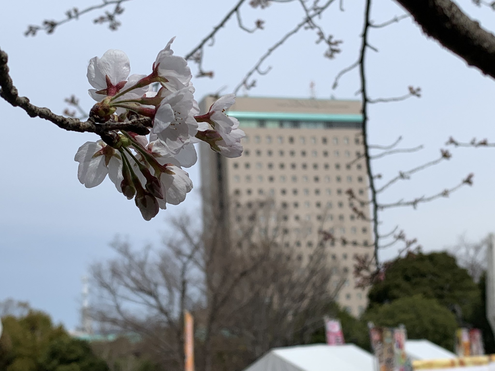ホテルコンコルド浜松 公式 三連休最後はいかがお過ごしでしょうか 浜松城公園の桜も少しずつ開花し 春の暖かい風に揺られています コンコルド浜松もランチバイキングに多くのお客様にお越しいただいております ランチバイキングは毎日開催中です
