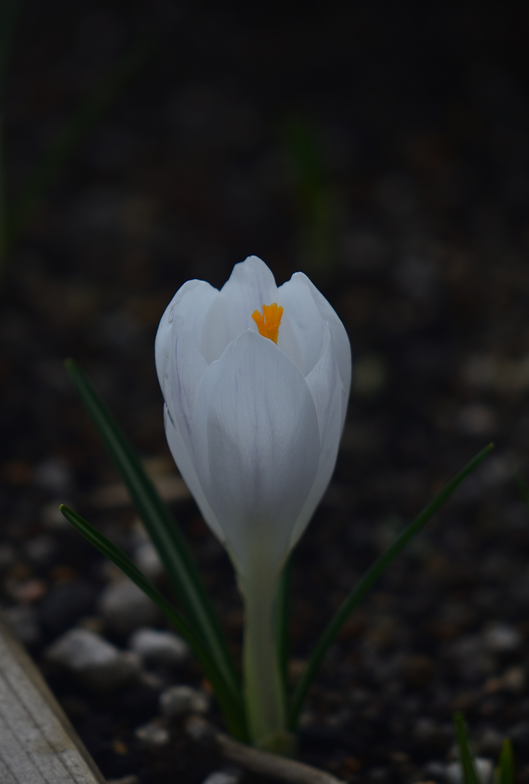 Lemotan 今日の一枚 春のおとずれ 近所の花壇に咲いていました グーグルレンズで調べたら ハナサフラン と出てきました 白い花弁に黄色いおしべが印象的でした 雰囲気 伝わるかな T Co Bsjeuqte1p Twitter