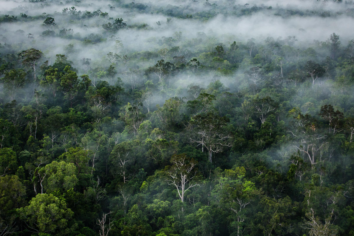 Greenpeace's tweet photo. Celebrating beautiful forests around the world on International Day of Forests 💚💚

#forest #biodiversity #ActOnClimate https://t.co/sLIiu86fY7