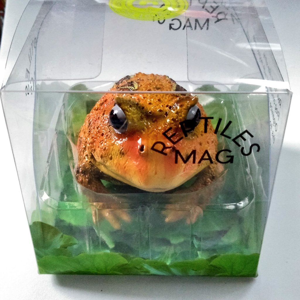 Tougakanoe Tougakanoe Twitter