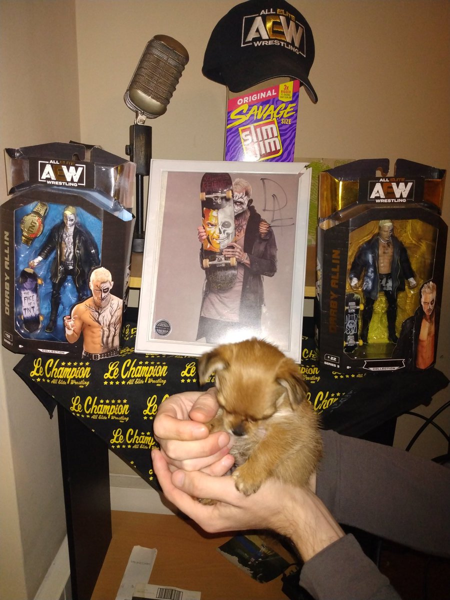 mullis062814's tweet photo. @DarbyAllin Meet my precious Darby named after his Momma's favorite wrestler ❤️ https://t.co/njQP9ILGVN