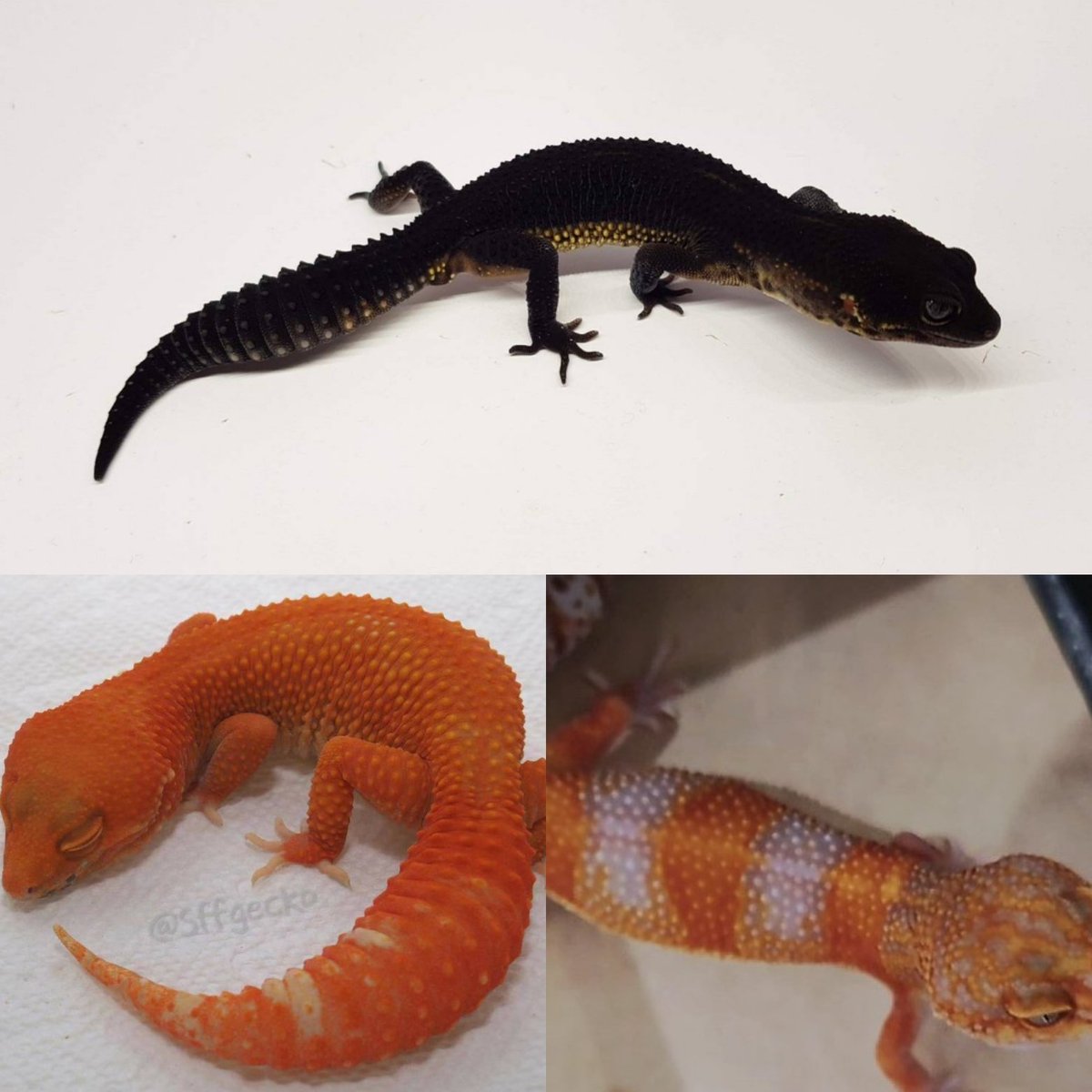 Satisfactory tweet media