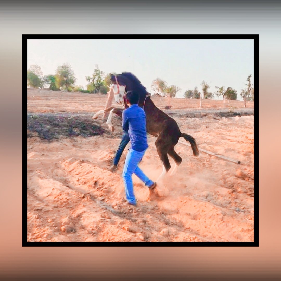 ArjunRazzput's tweet photo. HORSE TRAINING 🐎♥️
#पादरू_आळा_बन्ना🔰

#bhayal #thipadru #arjun_razzput_7773 #asbmusic #pindan_aale_putt🔰 #PAB #partapsagarthipadru #chennai  #banna #barmerboys #rajput #siwana  #traditional   #jalore  #padru #arjunsinghpadru   #kunwarsahab♠️ #horselover #horse #horsetraining https://t.co/Rx9MMjgoYo