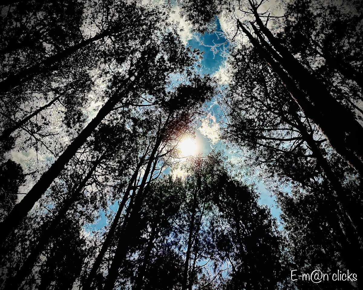 _emmanueldaniel's tweet photo. "Destroying forests is like destroying your own lifeline" - Emmanuel Daniel
#forestday #forestconservation #nature #mountains #green #trees #lovenature #MotherNature #India #Nilgiris #siruvani #coimbatore #lifeline #GlobalWarming #climate #ClimateCrisis #ClimateEmergency https://t.co/NBDEB2Icex