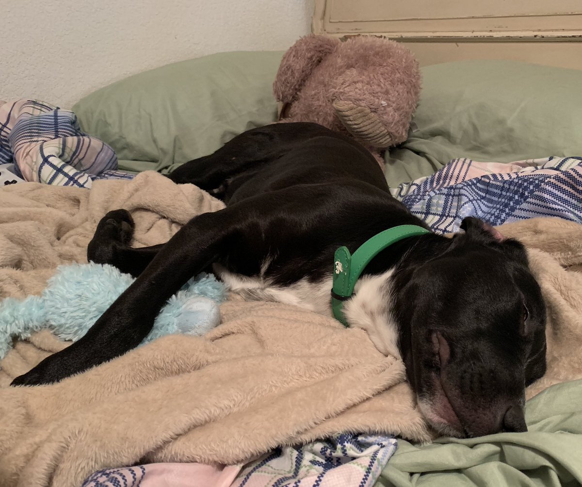 h0ney_bee_bitch's tweet photo. me: *trying to make Diego wake up / walk so we can work on training* 

Diego: https://t.co/bGE7zgMPyq
