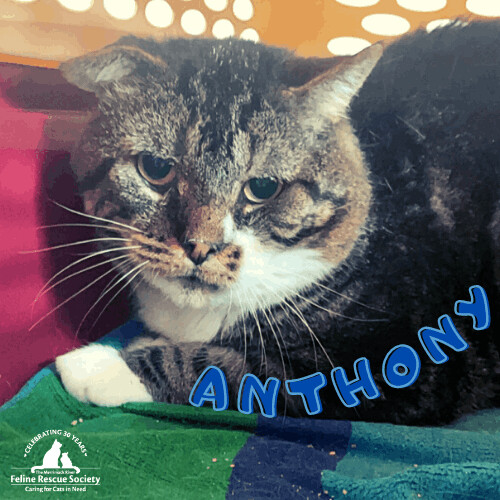 MRFRScats's tweet photo. Anyone else out there who cannot resist big tomcat cheeks?! 🙋 Anthony is a 7-year-old #cat who is looking for a home! Learn more about Anthony and to apply to adopt: https://t.co/G5Fj8jzCLq #AdoptDontShop https://t.co/w5LSbWqsIS