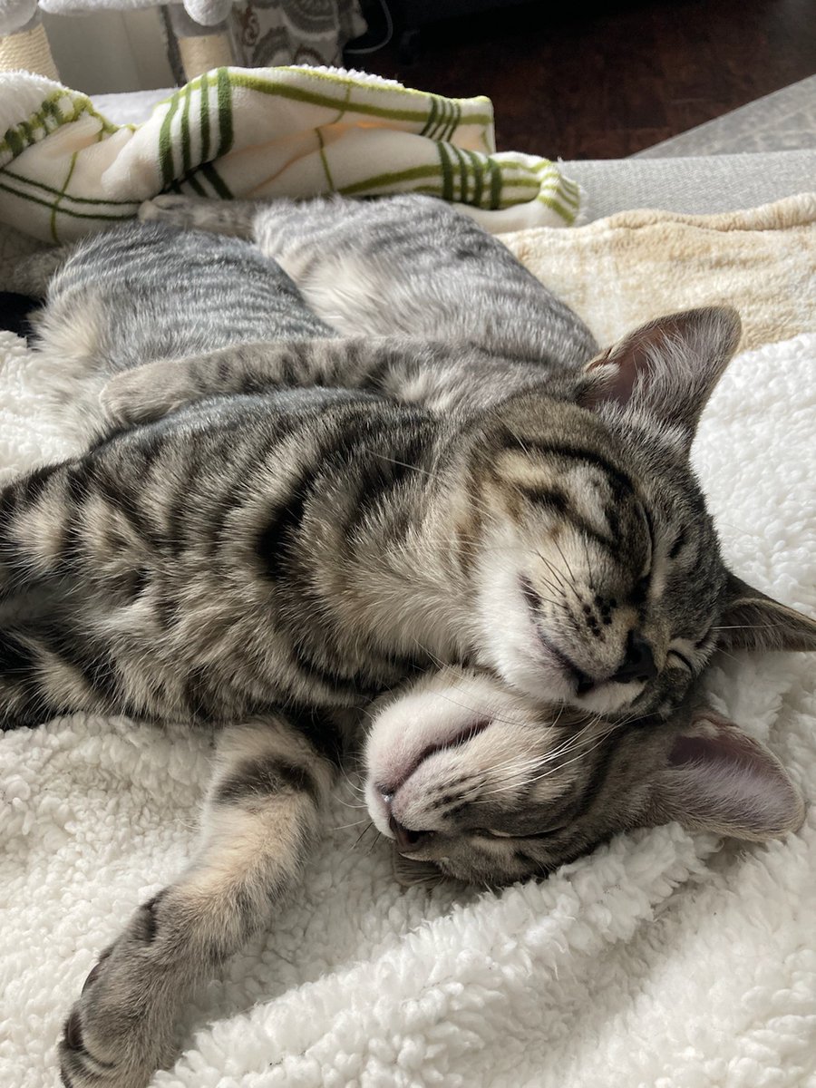 MRFRScats's tweet photo. How MRFRS cats feel about World’s Best Cat Litter ⬇️ They adore it (and so do we)! Thank you @bestcatlitter for supporting the #cats in our care by donating and keeping us stocked with WBCL! 😻 👍 https://t.co/882xxlFVGO
