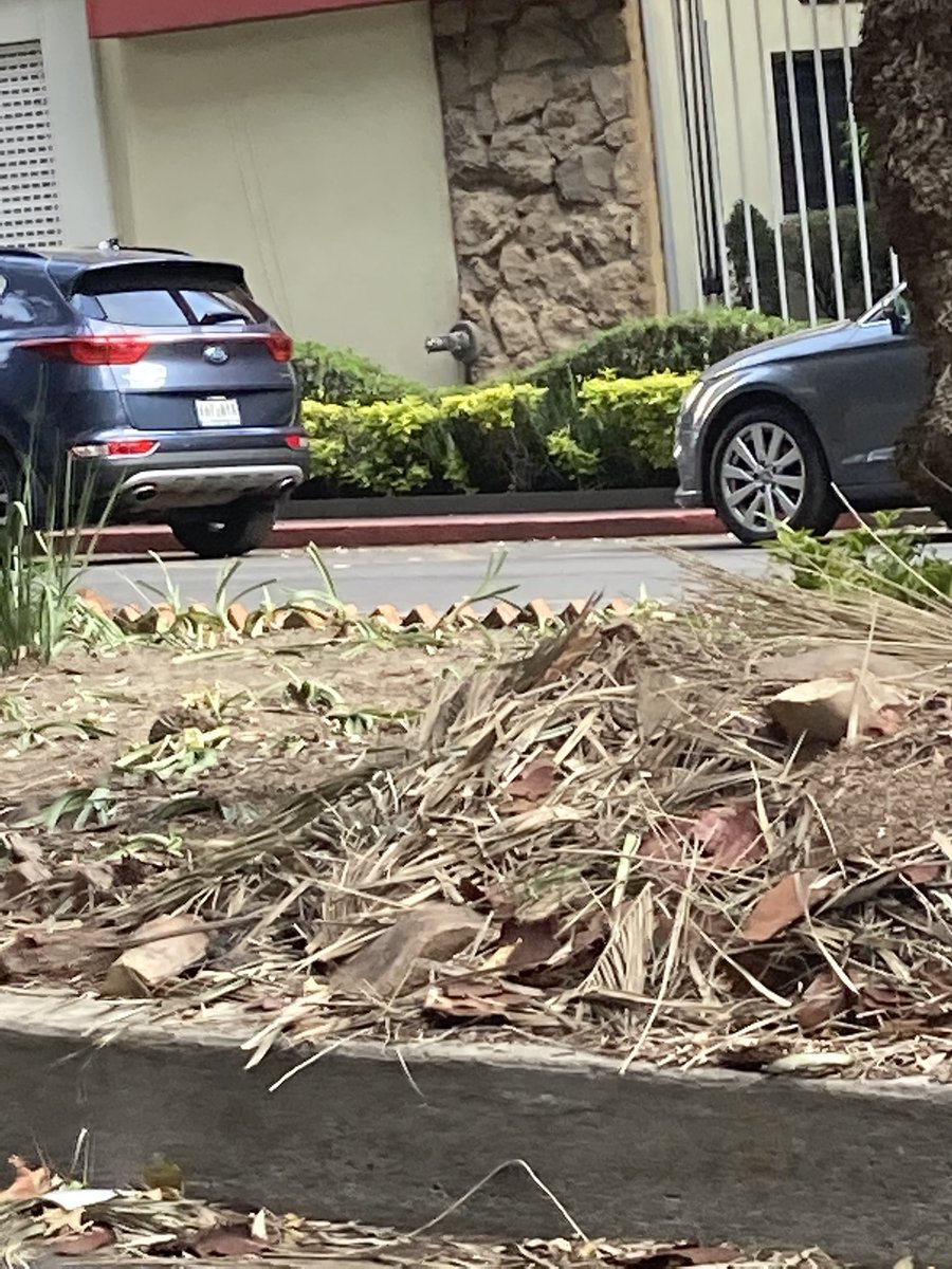 ChapMorales's tweet photo. @SEDEMA_CDMX destruyen camellon de homero entre Suderman y Taine para podar palmeras , pisotean cientos de agapandos y dejan todo destruido https://t.co/HRKEcTsePM