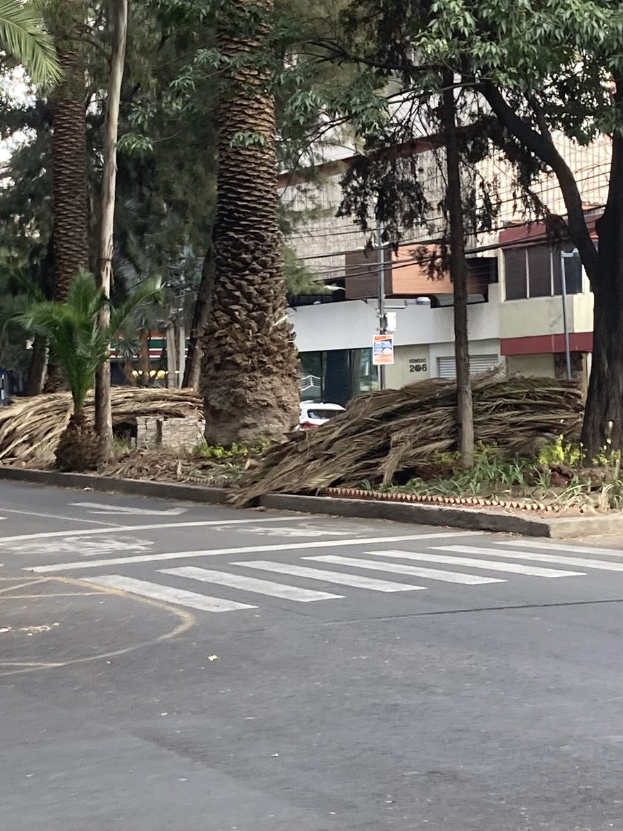ChapMorales's tweet photo. @SEDEMA_CDMX destruyen camellon de homero entre Suderman y Taine para podar palmeras , pisotean cientos de agapandos y dejan todo destruido https://t.co/HRKEcTsePM