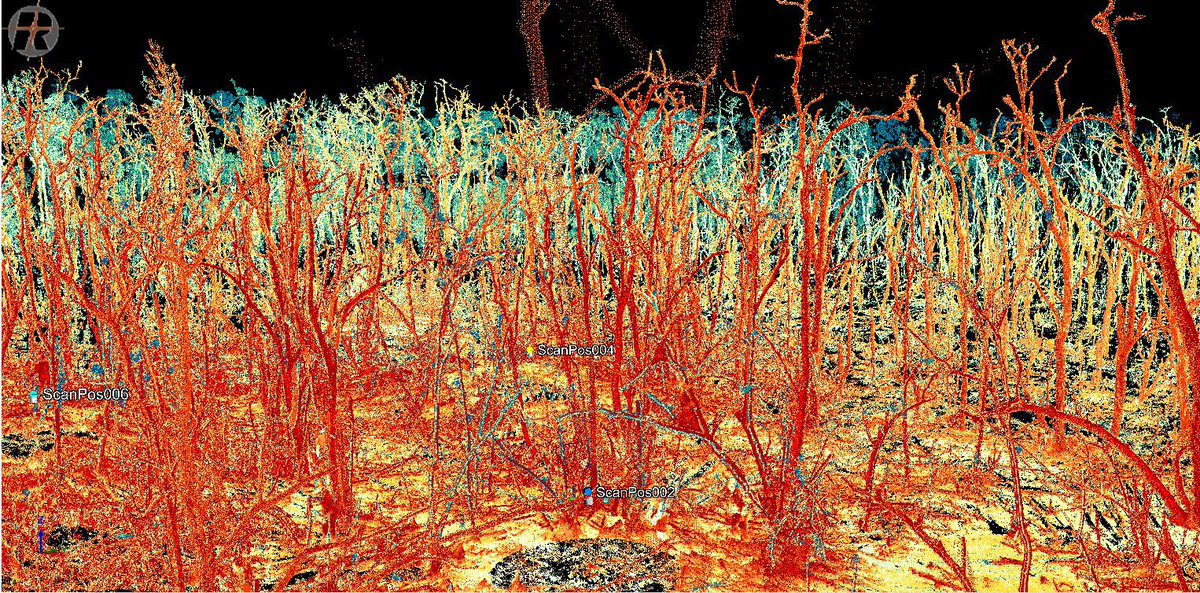lin_umd's tweet photo. First TLS scans in Everglades. Amazing to see these ghost forests!@DLagomasino @EarthToLola Happy to be with a big team for #blueflux! https://t.co/JezyWLlaP1