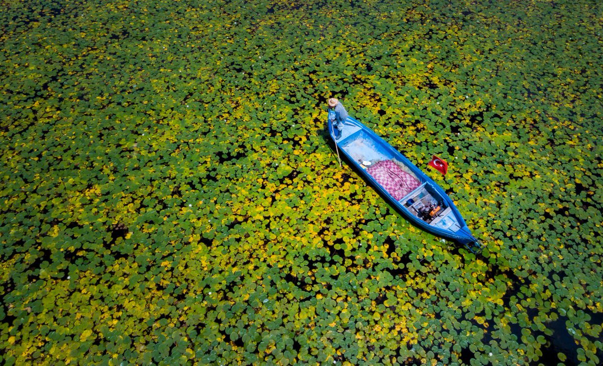 IsmailAtabek's tweet photo. Gm #nft fam 
#NFTCommunity #nftcollector #nftphotography 

Let spring come and water lilies bloom 🌺🌼🍀 https://t.co/nTAxQBmjpf