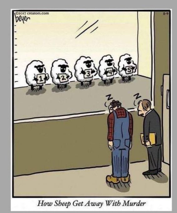 freewooly's tweet image. #Sheep #SheepHumor