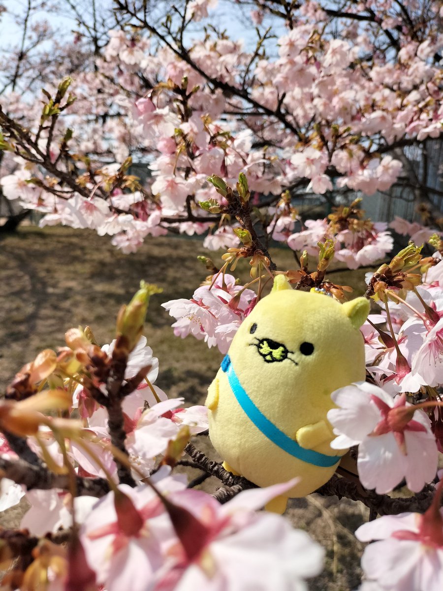 balletnekoko's tweet photo. 今年初めての花見🌸
ブチ県外旅行😆？にゃモンちゃんも連れて行きました!
#河津桜　#灘浜公園 https://t.co/debAa5zxMx