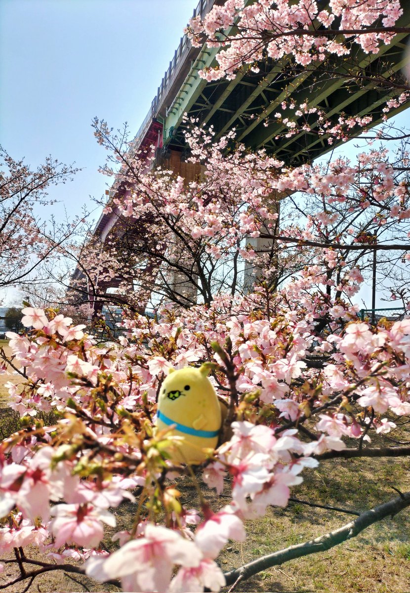 balletnekoko's tweet photo. 今年初めての花見🌸
ブチ県外旅行😆？にゃモンちゃんも連れて行きました!
#河津桜　#灘浜公園 https://t.co/debAa5zxMx