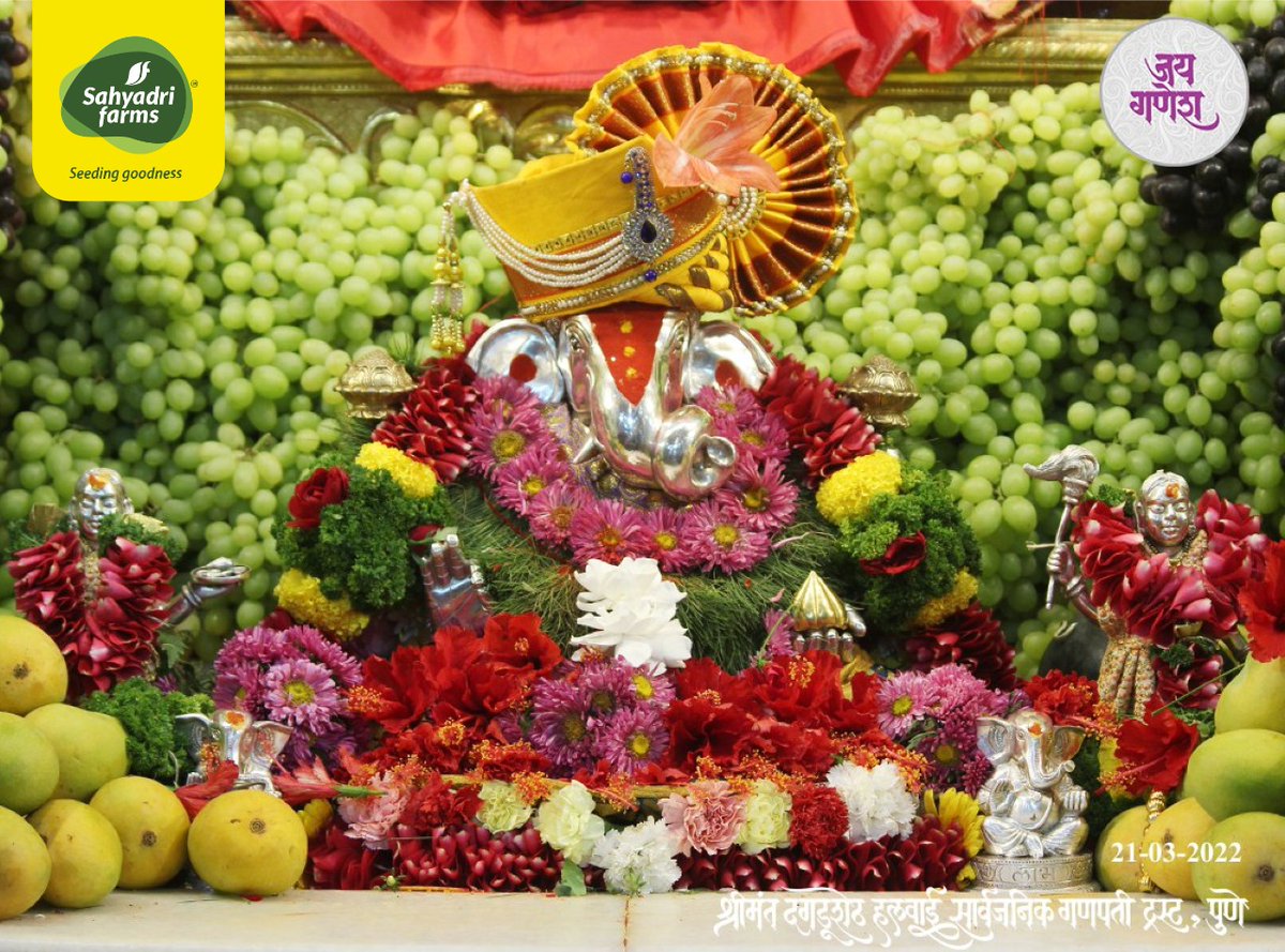 SahyadriFarms's tweet photo. संकष्टी चतुर्थीनिमित्त सोमावरी,दि.२१ मार्च- श्रीमंत दगडूशेठ हलवाई गणपती मंदिरात सह्याद्री फार्मर्स प्रोड्युसर कंपनी,नाशिकच्या शेतकऱ्यांनी पिकवलेल्या निर्यातक्षम द्राक्षांची आरास केली आहे.ही द्राक्षे नंतर भाविक,अनाथाश्रम तसेच वृद्धाश्रमात प्रसाद म्हणून वाटली जाणार आहेत.
#sfgrapes https://t.co/PGYCb0Tm7x