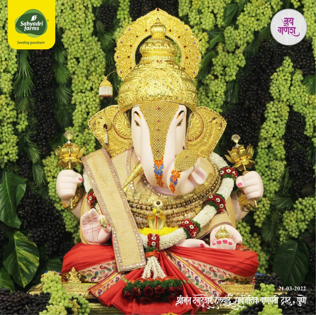 SahyadriFarms's tweet photo. संकष्टी चतुर्थीनिमित्त सोमावरी,दि.२१ मार्च- श्रीमंत दगडूशेठ हलवाई गणपती मंदिरात सह्याद्री फार्मर्स प्रोड्युसर कंपनी,नाशिकच्या शेतकऱ्यांनी पिकवलेल्या निर्यातक्षम द्राक्षांची आरास केली आहे.ही द्राक्षे नंतर भाविक,अनाथाश्रम तसेच वृद्धाश्रमात प्रसाद म्हणून वाटली जाणार आहेत.
#sfgrapes https://t.co/PGYCb0Tm7x